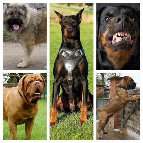 A MUST READ - Top 5 Dog Breeds That Are Best For Guarding Nigerian Homes (Photos) » Naijaloaded