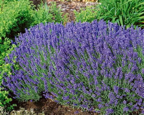 Lavendel 'Hidcote Blue' - Lavandula angustifolia | Wyss Shop