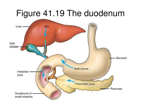 PPT - Objective: You will be able to identify the structures of the digestive system. PowerPoint ...