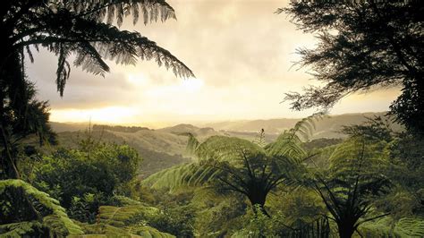 Fern forest | Fern forest, Landscape wallpaper, Dreamy landscapes