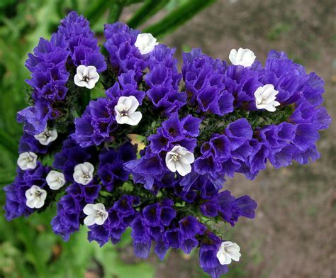 STATICE BLUE - dry flower SEA LAVENDER - Limonium sinuatum - 100 seeds | eBay