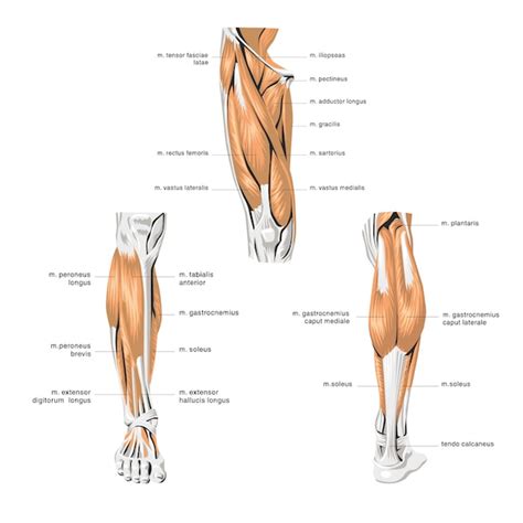 Premium Vector | Human anatomy leg muscles