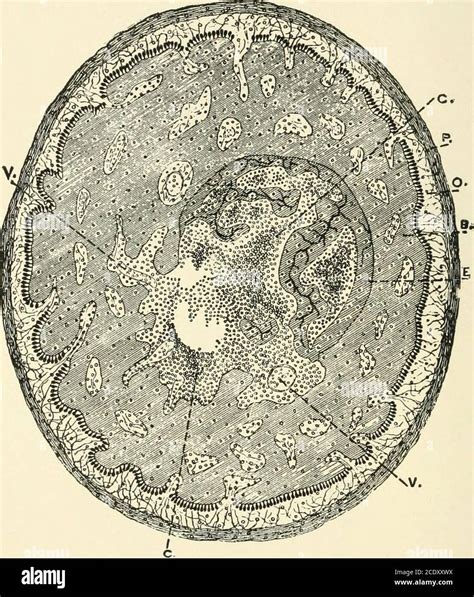 . Kirkes' handbook of physiology . Embryonic Spongy Bone for Calcified Cartilage.The cells of ...