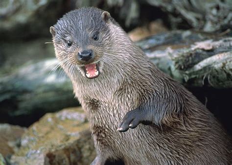 Woman recovering after terrifying otter attack that left her with a broken hand and 8 stitches ...