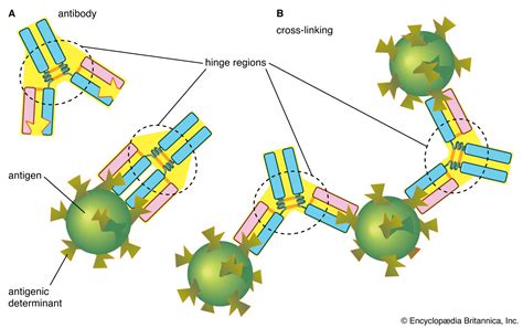 Diagram Of Antigen Receptors On Lymphocytes