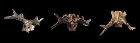 Star Carr Antler-Skull Masks | Ancient art, Prehistory, Ancient history