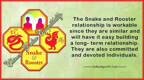 Snake Rooster Compatibility: Complementary and Different - ZodiacSigns101