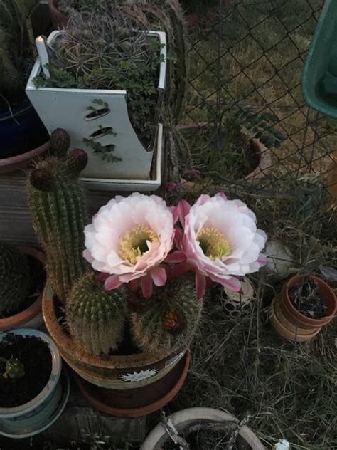 An update to my cactus bloom. Here it was early in the morning. : r/cactus