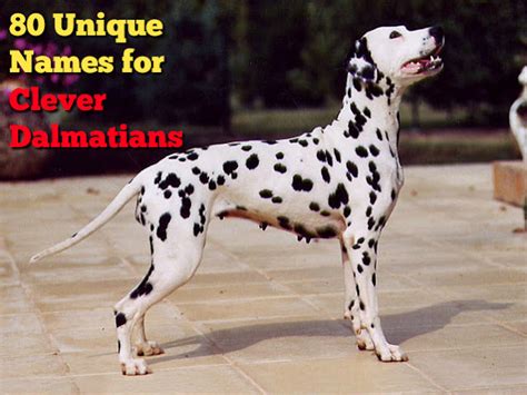 80 Unique Names for Clever Dalmatian Puppies