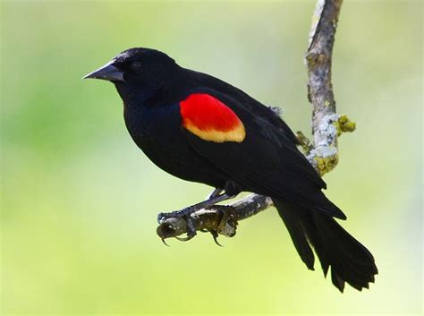 Red-Winged Blackbird Facts, Habitat, Diet, Life Cycle, Baby, Pictures