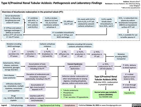 type-ii-proximal-renal-tubular-acidosis-pathogenesis-and-laboratory-findings | Calgary Guide