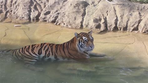 Minnesota Zoo animals staying cool in the heat | kare11.com