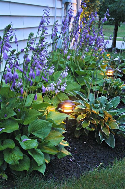 How to plant a free Hosta garden | Thrifty Decor Chick | Thrifty DIY, Decor and Organizing