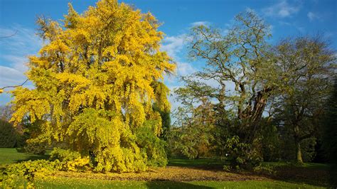 Ginkgo biloba: The tree that outlived the dinosaurs | Kew