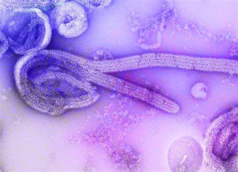 What is Marburg virus and how does it spread?