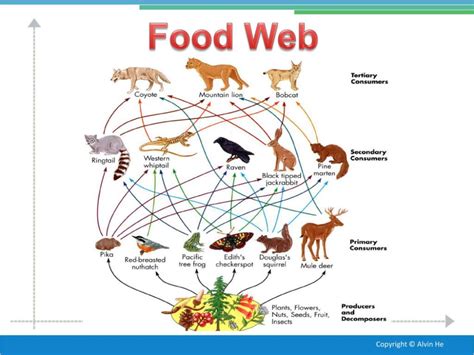 Temperate Deciduous Forest Energy Pyramid