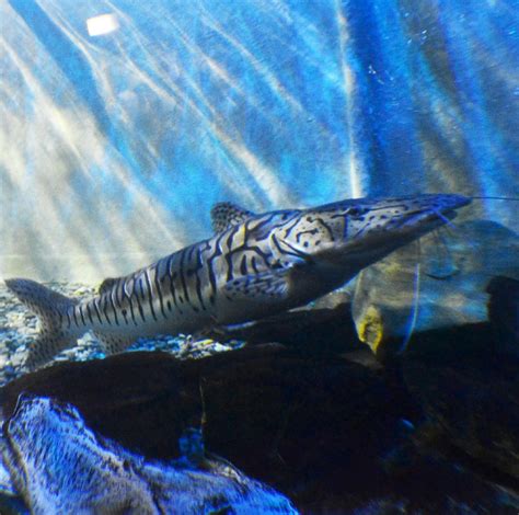 MATLOCK BATH AQUARIUM & EXHIBITIONS : Ce qu'il faut savoir pour votre ...