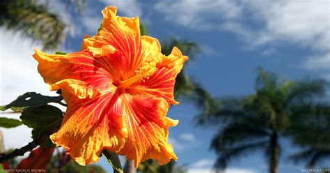 The Flowers of Hawaii - Your Flower Identification Guide on Maui