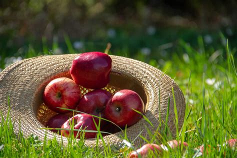 Getting Ready for the Apple Harvest – And the Fruit Thereafter | Photo ...