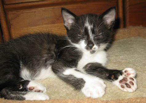 American Polydactyl cat Pictures and Information - Cat-Breeds.com