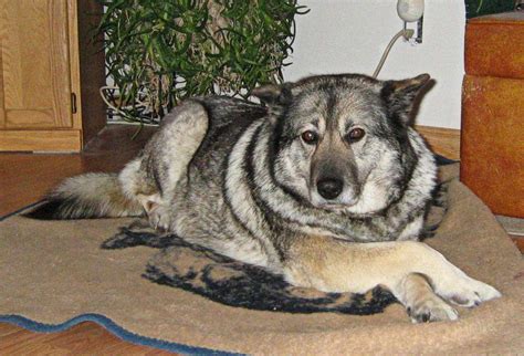 Elkhound Husky Mix: What Happens When You Mix a Husky with an Elkhound!