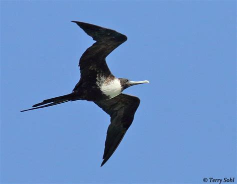 Magnificent Frigatebird Photos - Photographs - Pictures