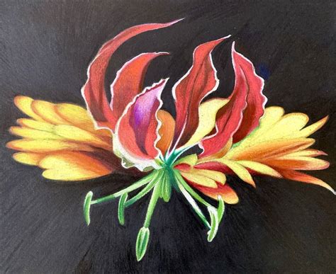 FLAME LILY Drawing by Dulcie Dee | Saatchi Art