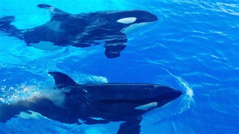 Killer Whales Are Doing Something Incredible And Terrifying