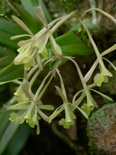 Epidendrum magnoliae (Green Fly Orchid): Go Orchids