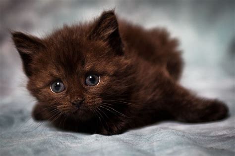 Fudge | G Motorsport and Landscapes | Flickr | Kittens cutest, Cats, Pretty cats