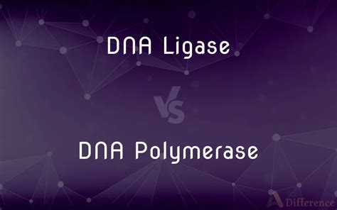 DNA Ligase vs. DNA Polymerase — What’s the Difference?