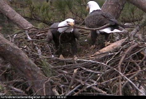 nest building | Bald eagle, Nest building, Moby max