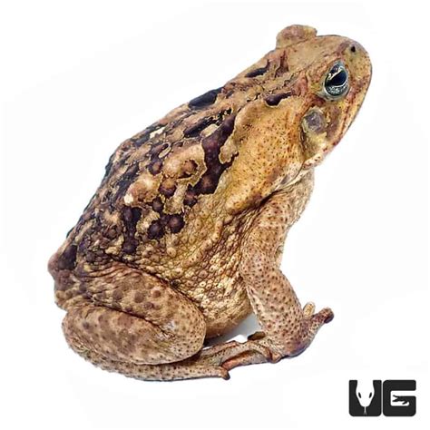 Marine Toads (Bufo marinus) For Sale - Underground Reptiles