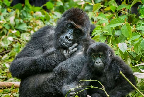 Terrified animals stuck in Kyiv Zoo | Salon.com