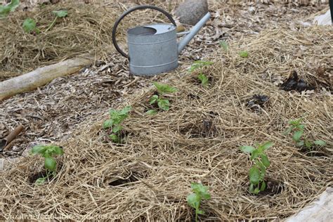 Creative Vegetable Gardener:Vegetable garden mulch: The ultimate tool ...