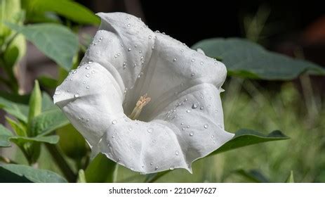 6,076 Datura Flower Stock Photos, Images & Photography | Shutterstock