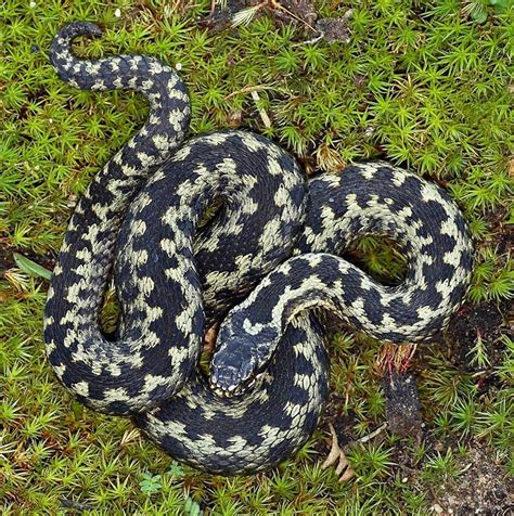 Male Adder | Adder snake, Beautiful snakes, British snakes