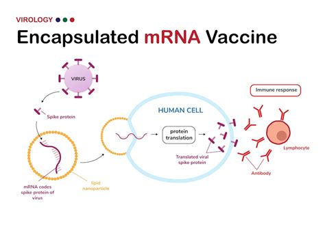 How The Covid Vaccine Works: A Road Map For Kids And Grown-Ups