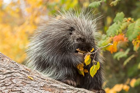 Porcupine Health and Adenoviruses | Cornell Wildlife Health Lab