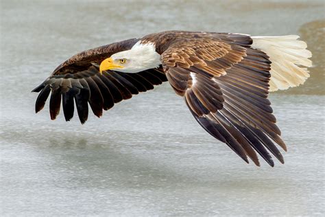 File:Bald Eagle flying over ice (Southern Ontario, Canada).jpg - Wikipedia