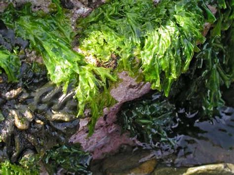 Green seaweeds – Seaweed – Te Ara Encyclopedia of New Zealand