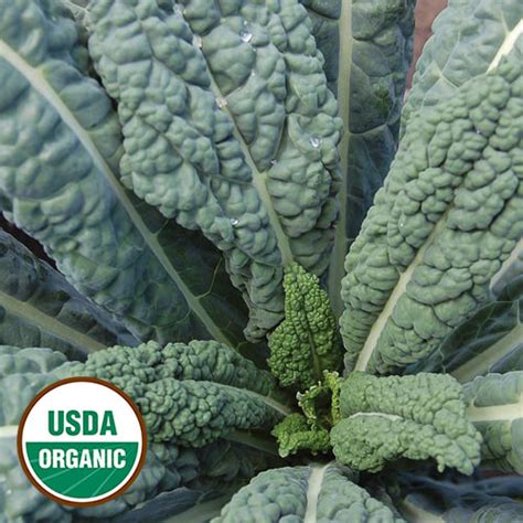 Lacinato Kale - Organic - Seed Savers Exchange