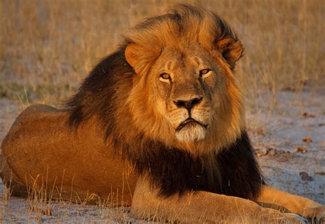 U.S. Provides Endangered Species Act Protections for African Lions -- Seeks to Avoid Sequel to ...