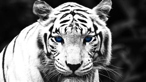 White Tiger Blue Eyes Widescreen wallpaper | animals | Wallpaper Better