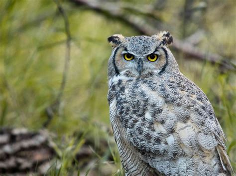 18 Owl Species With Irresistible Faces