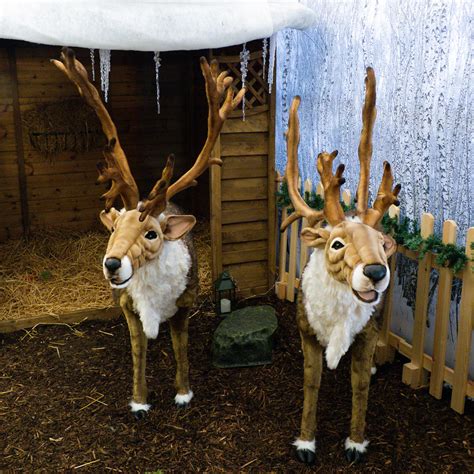 Reindeer, Codsall and Wergs Garden Centre (Merry Christmas) – Wolves Wild