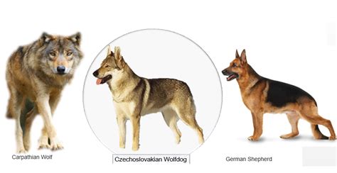 Wolf And German Shepherd Size Comparison - Videos Laughs