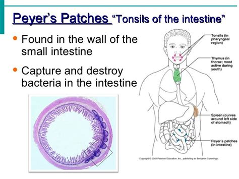 Lymphatic System Notes