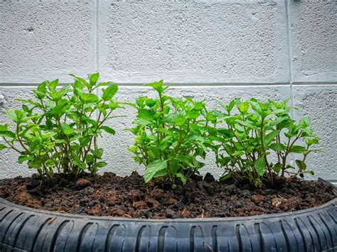 Exactly How To Plant Peppermint Seeds [Full Guide]