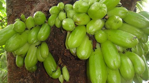 Green Fruits Free Stock Photo - Public Domain Pictures